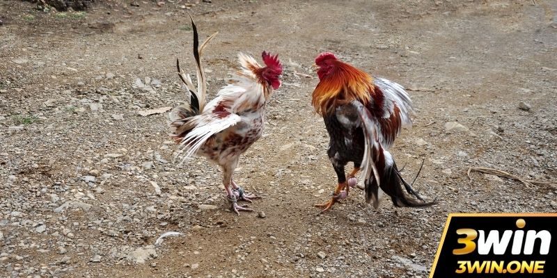 Điểm danh 2 sảnh cược được đánh giá cao tại đá gà 3win