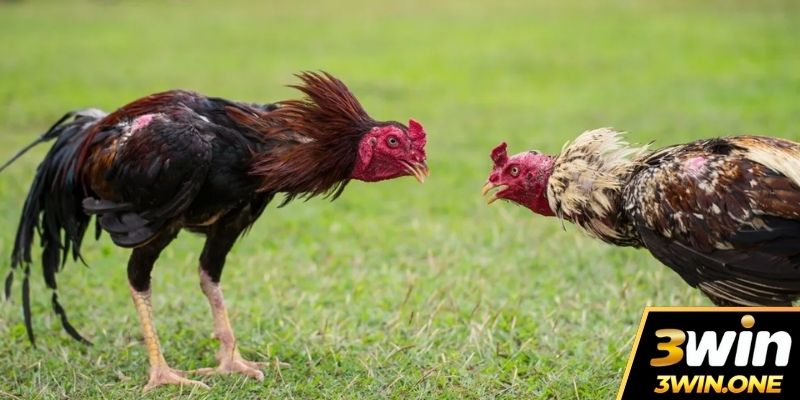 3 bệnh thường gặp ở gà đá trong mùa mưa