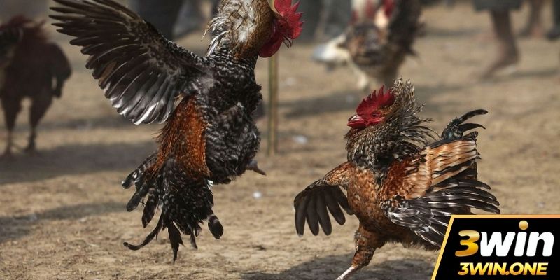 Các bước cài đặt app đá gà uy tín cho anh em