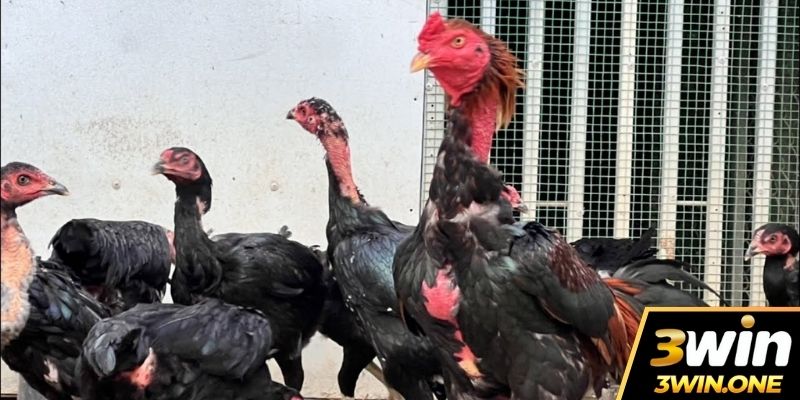 3 lý do chính cần phòng bệnh cho gà đá vào mùa mưa