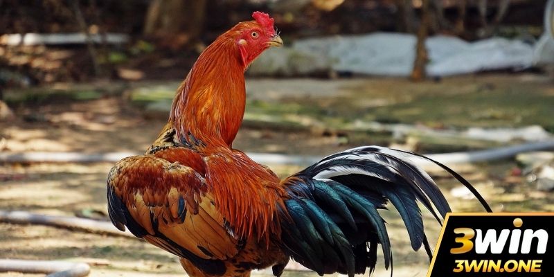 Phòng Bệnh Cho Gà Đá Vào Mùa Mưa - Mẹo Hay Dễ Áp Dụng 2025